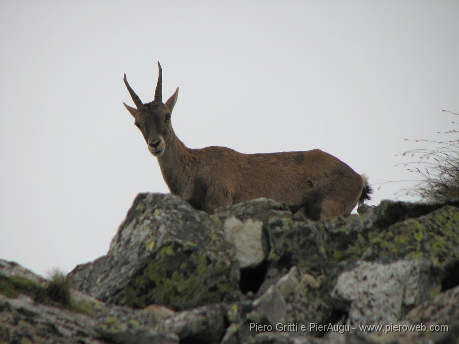 CornoStella 025.jpg - Siamo osservati dall'alto